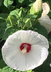 Hibiscus moscheutos 'Luna White'